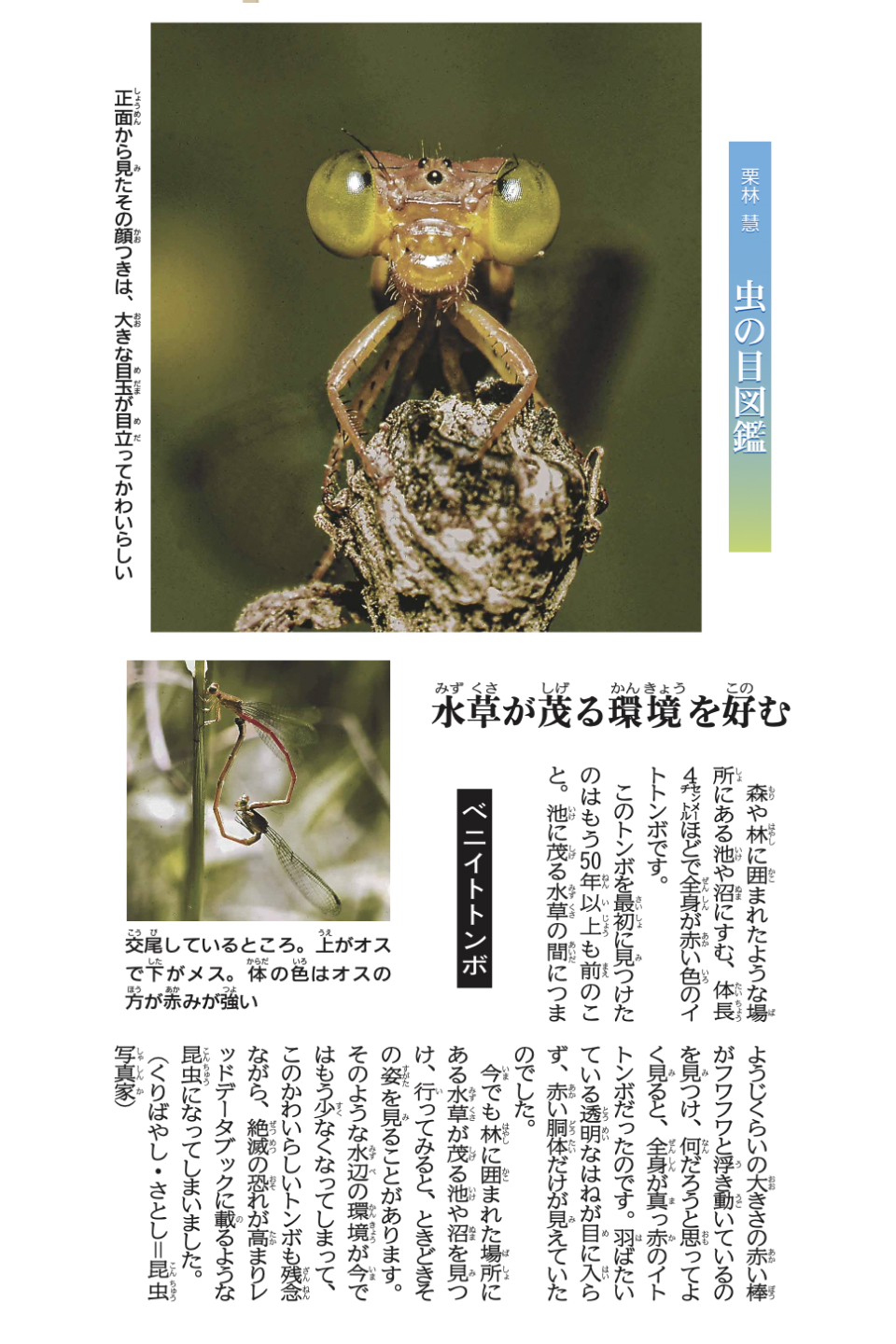 昆虫写真家・栗林慧さんの写真コラム「虫の目図鑑」